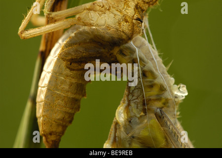 Uitsluiping van Een Platbuiklibel. Stockfoto