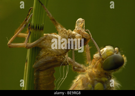 Uitsluipen van Een platbuiklibel Stockfoto