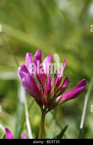 Alpine Klee (Trifolium Alpinum) Stockfoto