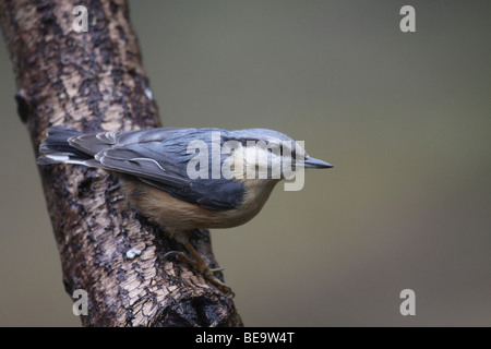 Boomklever; Europäische Kleiber; Sitta Europaea; Stockfoto