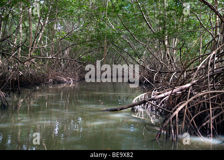 Mangroven-Wald auf der Insel Martinique, Karibik Stockfoto