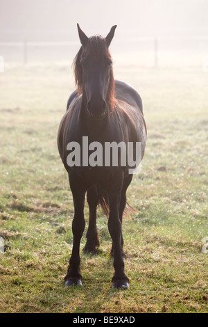 Pferd auf die Wiese im Nebel Stockfoto