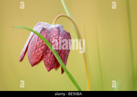 Kievitsbloem; Schlange den Kopf Fritillary Stockfoto