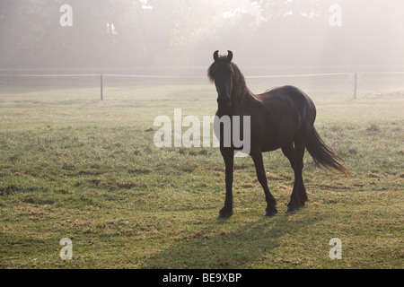 Pferd auf die Wiese im Nebel Stockfoto