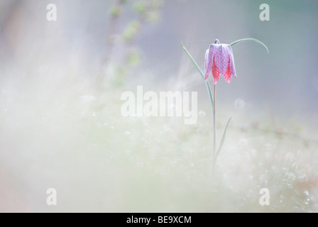 Kievitsbloem; Schlange den Kopf Fritillary; Stockfoto