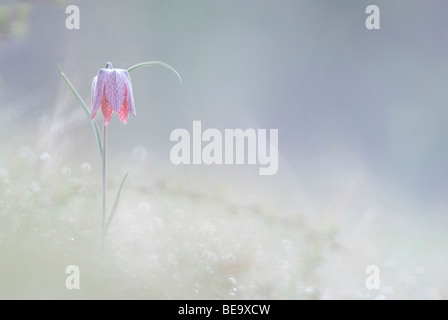 Kievitsbloem; Schlange den Kopf Fritillary; Stockfoto