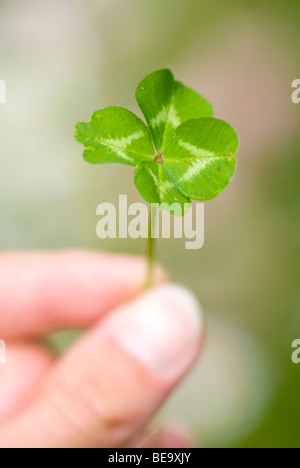 4 leaved clover Stockfoto