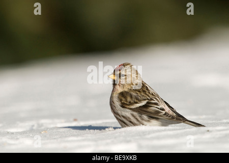 Een Grote Barmsijs Zittend in de Werk, A Mealy Redpoll sitzen im Schnee. Stockfoto