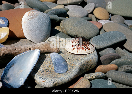 Glatte Kieselsteine Muscheln und Treibholz an einem steinigen Strand Stockfoto