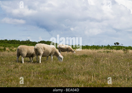 dh LITTLE SARK SARK Insel Schafe weiden Stockfoto