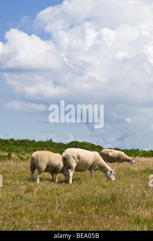 dh LITTLE SARK SARK Insel Schafbeweidung Little sark Stockfoto