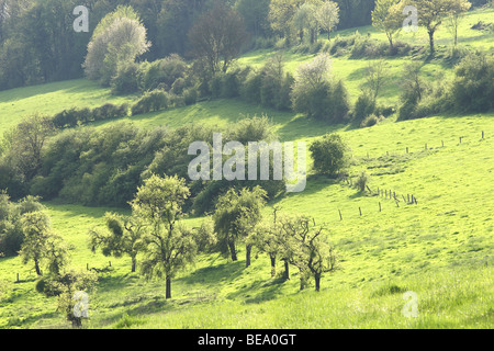 Bocagelandschap traf Hagen En Bomen, Voeren, Belgien Bocage-Landschaft mit Hecken und Bäumen, Voeren, Belgien Stockfoto