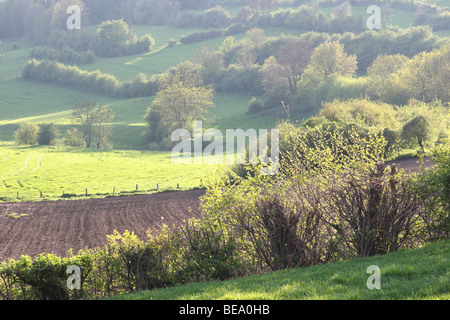 Bocagelandschap traf Hagen En Bomen, Voeren, Belgien Bocage-Landschaft mit Hecken und Bäumen, Voeren, Belgien Stockfoto