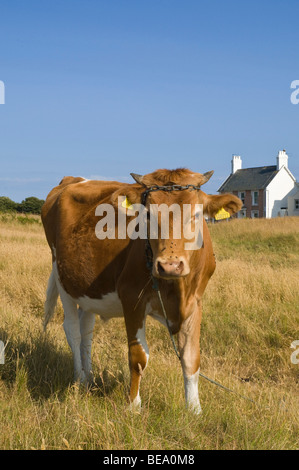 dh Guernsey KUHTIER GUERNSEY Tethered golden Stammbaum Guernsey Kuh in Weideland Feld Milchmelkkühe großbritannien Stockfoto