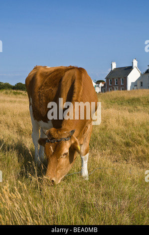 dh Guernsey KUHTIER GUERNSEY tetherte Kühe, die auf Weideland Feldgras grasen fraßen Stockfoto