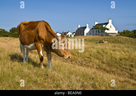 dh-Guernsey-Kuh Tier GUERNSEY angebunden Guernsey Kuh Feld Kuhmilch Vieh lokale Landwirtschaft Stockfoto