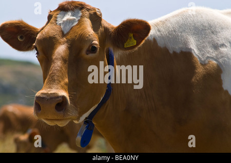 dh Guernsey Rind Tier GUERNSEY braun und weiße Guernsey Kuh-Kopf und Schulter in der Nähe von Milchkühen closeup Stockfoto