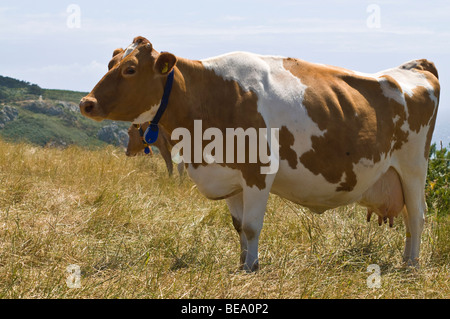 dh Guernsey KUHTIER GUERNSEY Brown und weiße Guernsey Kuh Standing Pedigree Milchprofil Viehmilch Kühe Rinder großbritannien Stockfoto