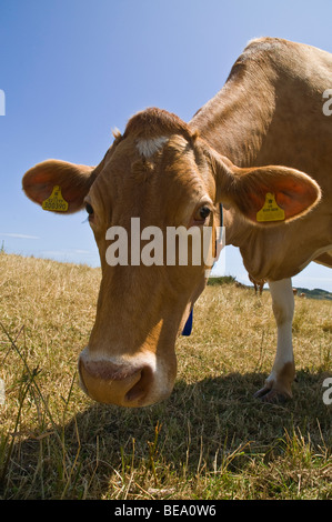 Dh Guernsey GUERNSEY Guernsey Kuh Kuh Kopf Nahaufnahme Nahaufnahme Gesicht Milchprodukte Milch Beweidung auf Gras Stockfoto