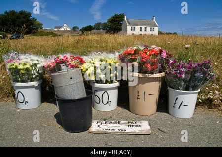 dh VALE GUERNSEY Hedge Stände verkaufen Blumen in Guernsey ländlichen Verkauf Schaufensterbuden Verkauf Stockfoto