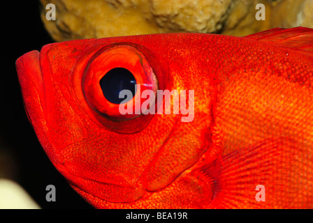 Halbmond-Tail Großaugenthun Fisch über ein Riff im Roten Meer. Stockfoto