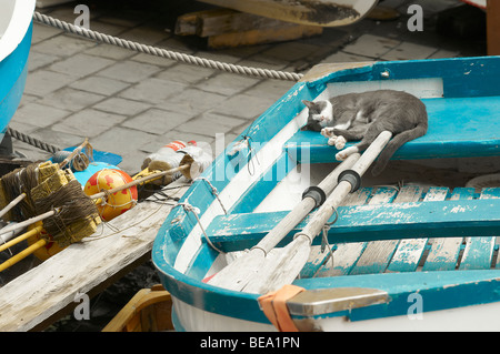 Eine Katze schläft auf traditionelle Fischerboote in Riomaggiore, La Spezia, Ligurien, Nordwesten von Italien. Stockfoto