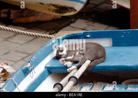 Eine Katze schläft auf traditionelle Fischerboote in Riomaggiore, La Spezia, Ligurien, Nordwesten von Italien. Stockfoto