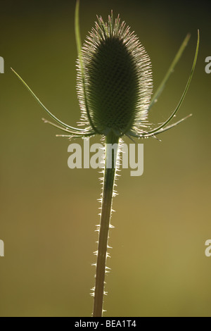 Grote Kaardenbol (Dipsacus Fullonum), Belgien-wilde Karde (Dipsacus Fullonum), Belgien Stockfoto