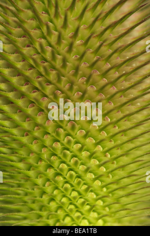 Detail van Grote Kaardenbol (Dipsacus Fullonum), Belgien-Detail von Wild Quasten (Dipsacus Fullonum), Belgien Stockfoto