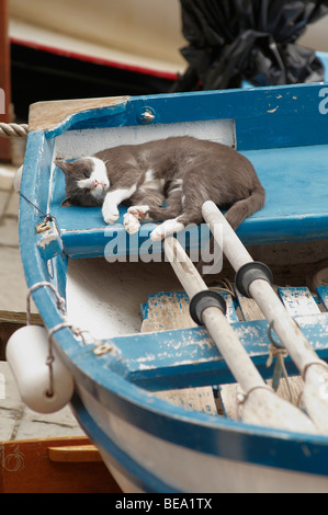 Eine Katze schläft auf traditionelle Fischerboote in Riomaggiore, La Spezia, Ligurien, Nordwesten von Italien. Stockfoto