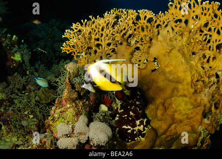 Rotes Meer Bannerfish über einem Feuer Korallen Kolonie, Rotes Meer Stockfoto