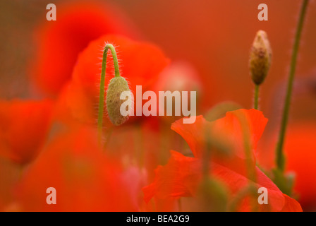 Long-headed Mohn; Bleke Klatschmohn; Stockfoto