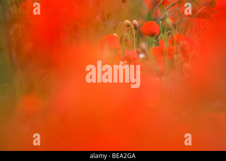 Long-headed Mohn; Bleke Klatschmohn; Papaver dubium Stockfoto