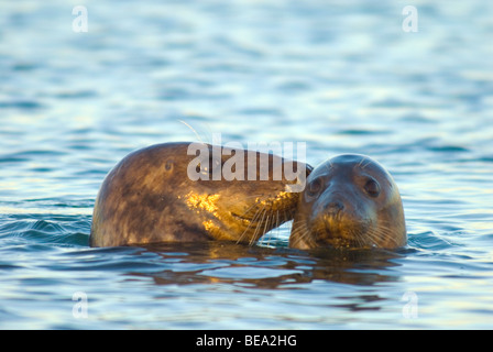 Grijze Zeehond Interactie; graue Dichtung Interaktion; Stockfoto
