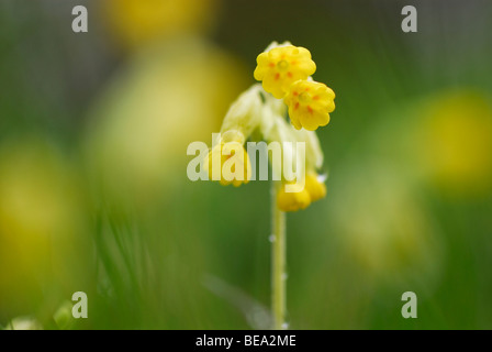 Gulden Sleutelbloem in Grünland in Zuid-Limburg; Schlüsselblume auf Wiese in Südlimburg Stockfoto