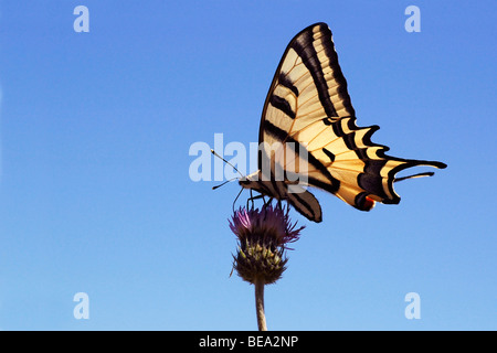 Makro-Seitenansicht des südlichen Schwalbenschwanz mit blauem Himmel auf Samos Stockfoto