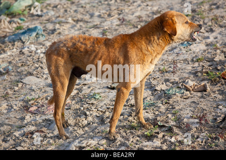 Böser Hund am Ufer des Flusses Ganges in Varanasi, Indien Stockfoto