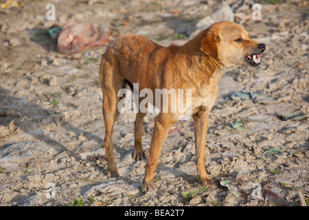 Böser Hund am Ufer des Flusses Ganges in Varanasi, Indien Stockfoto