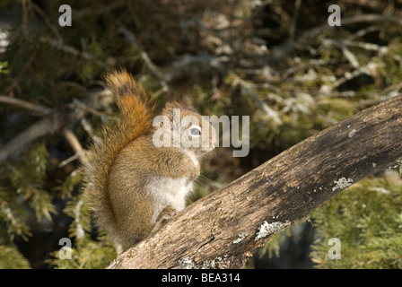 Een Rode Eekhoorn Zittend Op Een Tak, A rote Eichhörnchen auf einem Ast. Stockfoto