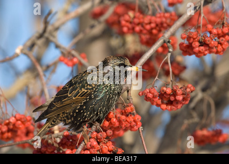 Een Spreeuw Zittend in Een Amerikaanse Lijsterbes, A Common Starling sitzen in einem amerikanischen Eberesche. Stockfoto