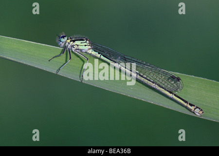 Vrouwtje van de Variabele Waterjuffer; Weibliche Variable Damselfly Stockfoto