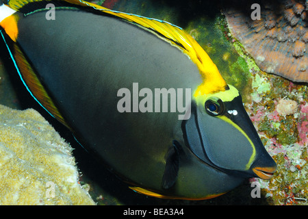 Orangespine Unicornfish, Rotes Meer Stockfoto