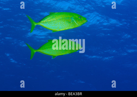 Orangespotted Trevally Fischen, Rotes Meer Stockfoto