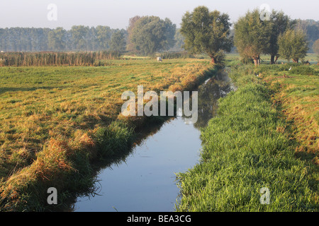 Graben und Pollard Weiden (Salix Sp.), Langemeersen Naturschutzgebiet, Belgien Stockfoto