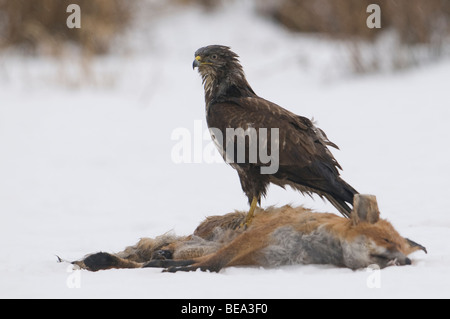 Buizerd Zittend Op Een Omgekomen Vos in de Werk; Eurasischer Bussard sitzt auf einem Toten Fuchs im Schnee Stockfoto