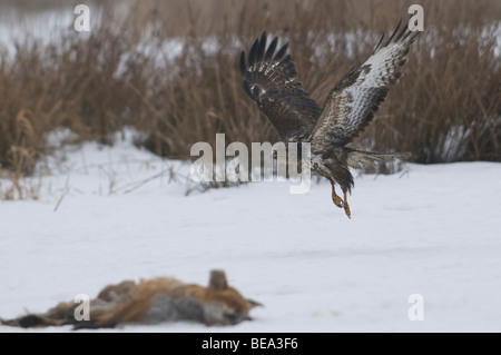 Buizerd Vliegt Richting Dode Vos in Sneeuwlandschap; Eurasischer Bussard fliegt in Richtung einen Toten Fuchs im Schnee Stockfoto