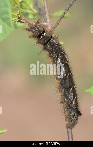 Rups van Het Eikenblad; Ohrengeier Caterpillar Stockfoto
