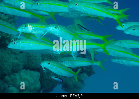 Schule der Gelbflossen Goatfish, aus Marsa Alam, Rotes Meer, Ägypten Stockfoto