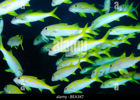 Schule der Gelbflossen Goatfish, aus Marsa Alam, Rotes Meer, Ägypten Stockfoto