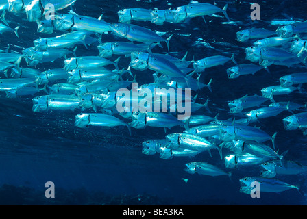 Indische Makrele Fischschwarm, aus Marsa Alam, Rotes Meer, Ägypten Stockfoto